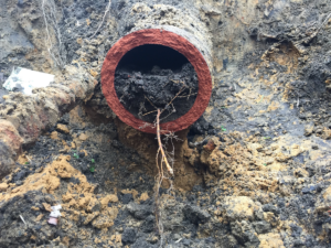 What's in your sewer line?